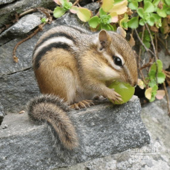 chipmunks damage plants