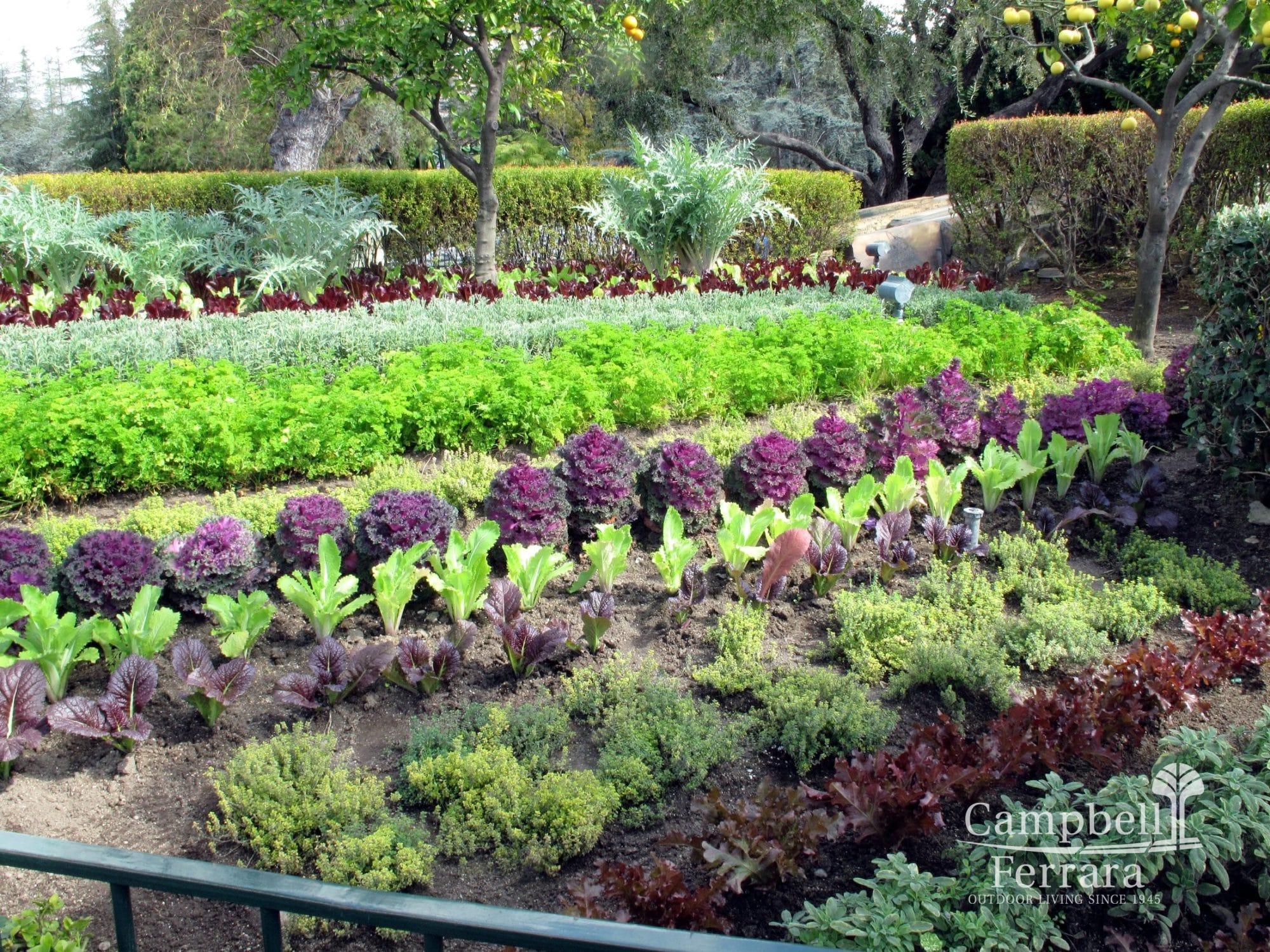 Edible garden