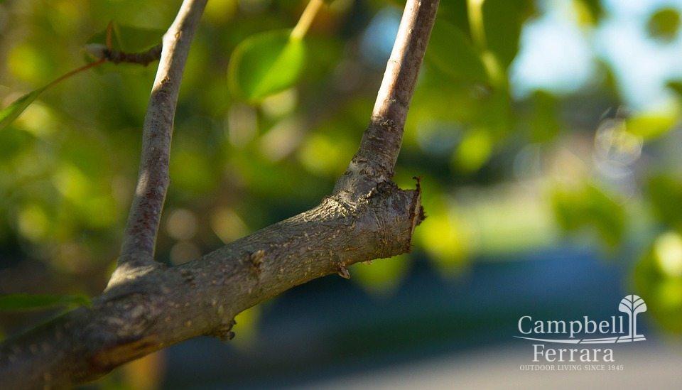 pruning during winter pruning during the winter