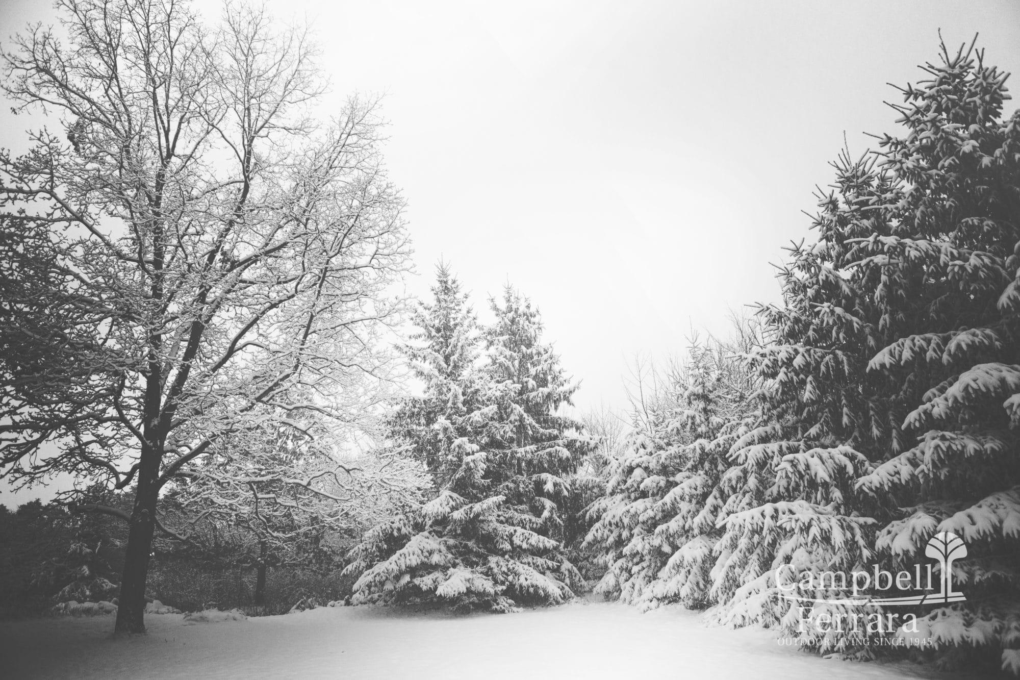 snow covered plants